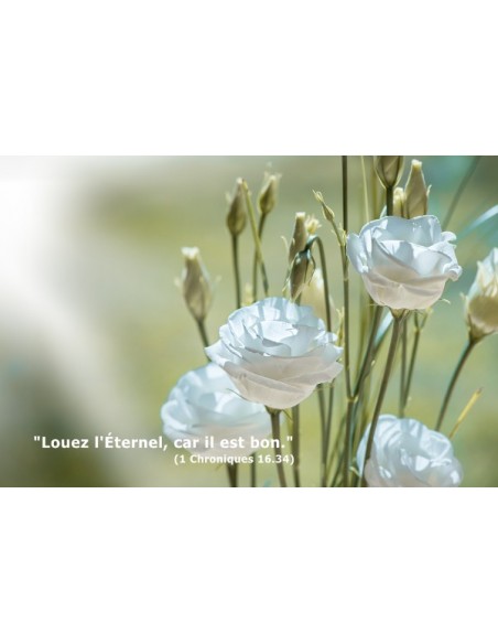 Carte postale - Lisianthus (0194)