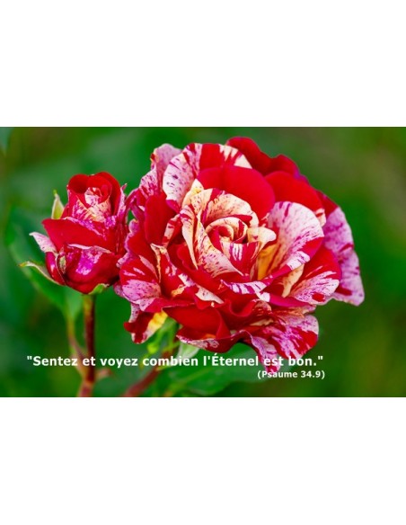 Carte postale - Rose Broceliande (0196)