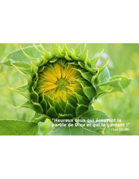 Carte postale - Tournesol (0197)