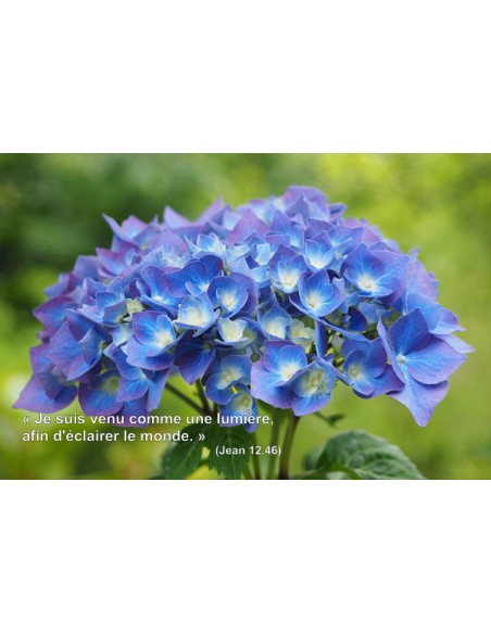 Carte postale - Hortensia (0211)