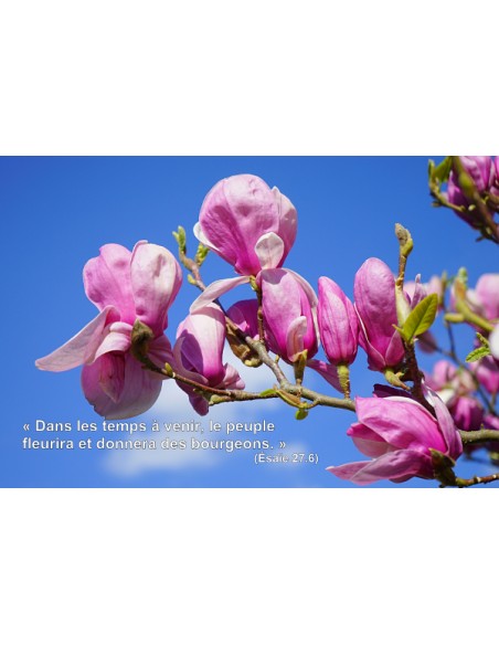 Carte postale - Magnolia (0212)