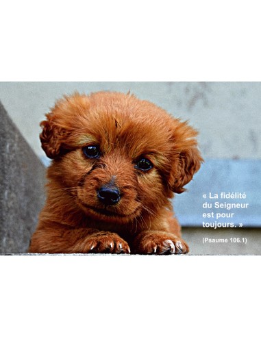 Carte postale - Chiot (0218)