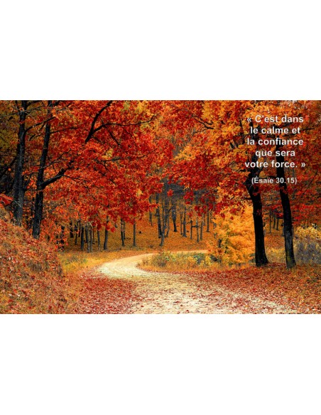 Carte postale - Sous Bois (0225)