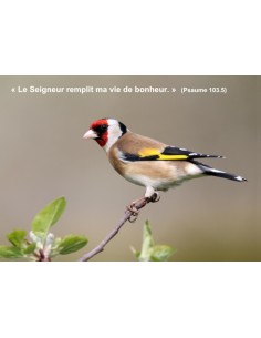 Carte postale -  Chardonneret (Réf 0310)