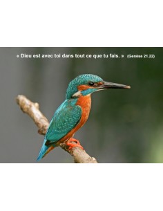 Carte postale -  Martin Pêcheur - (Réf 0311)