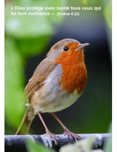 Carte postale - Rouge-gorge - (Réf 0314)