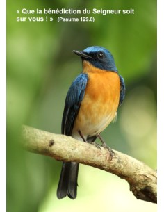 Carte postale - Rouge-queue (Réf 0313)