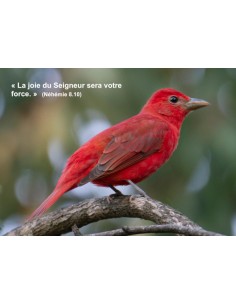 Carte postale - Tangara écarlate (Réf 0312)