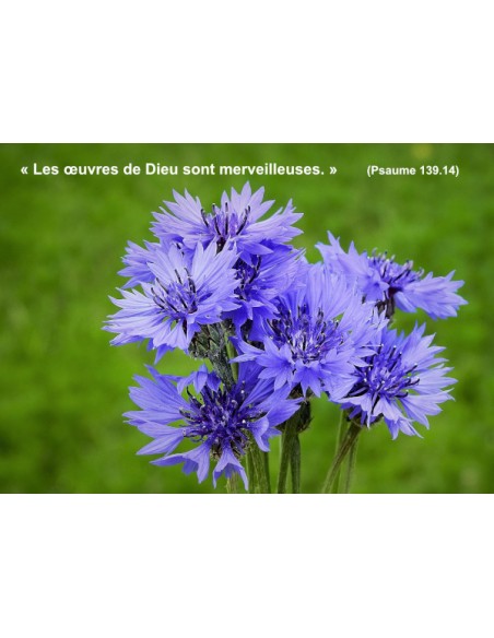 Carte postale - Bleuets (réf. 0306)