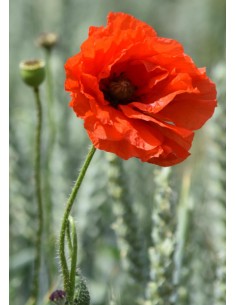 Carte postale - Coquelicot (réf. 0309)