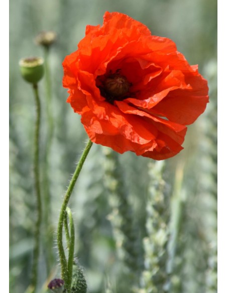 Carte postale - Coquelicot (réf. 0309)