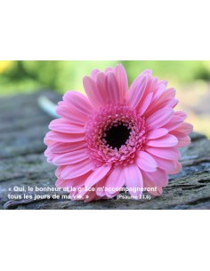 Carte postale - Gerbera rose (réf. 0305)