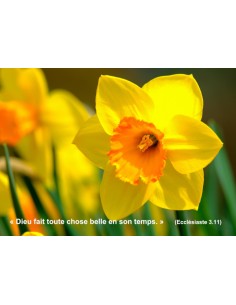 Carte postale - Jonquille (réf. 0308)