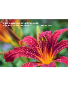 Carte postale - Lis Rouge (réf. 0307)