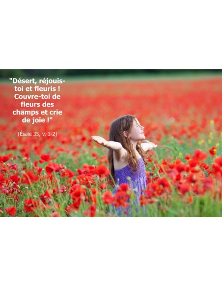 Carte postale - champ de coquelicots