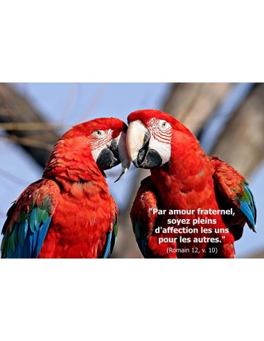 Carte postale - couple perroquet