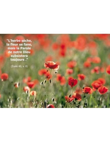 Carte postale - coquelicots