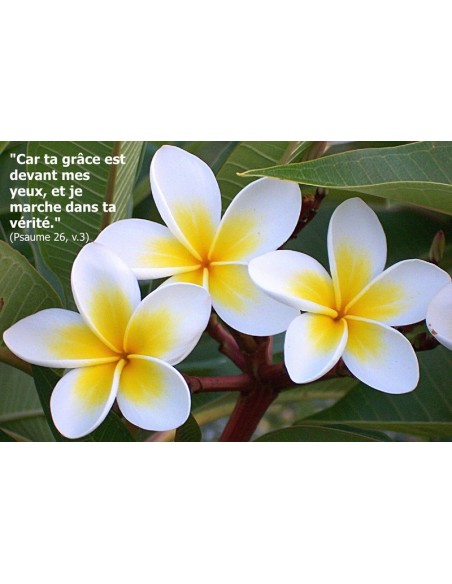 Carte postale - fleur de frangipanier