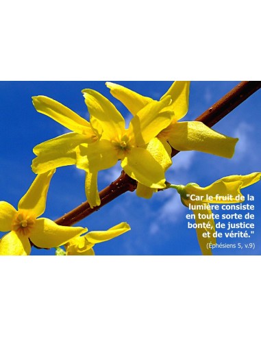 Carte postale - fleurs de forsythia