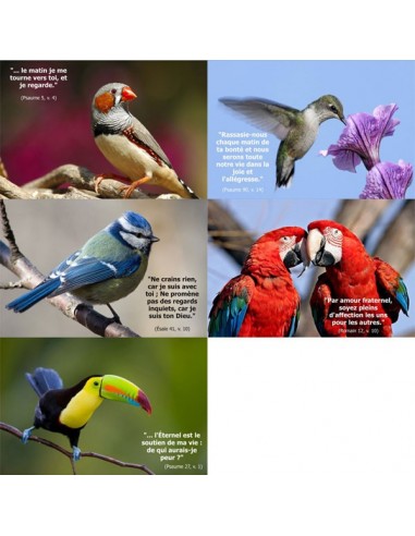 Cartes postales - Pack oiseaux