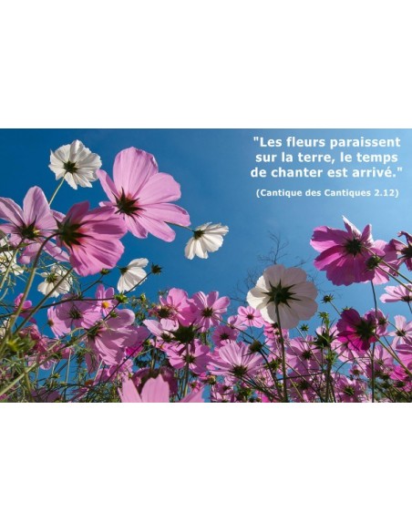 Carte postale - Champs de Fleurs (réf. 0120)