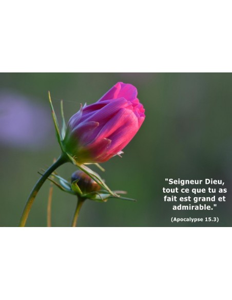 Carte postale - Bouton de rose (réf. 0123)