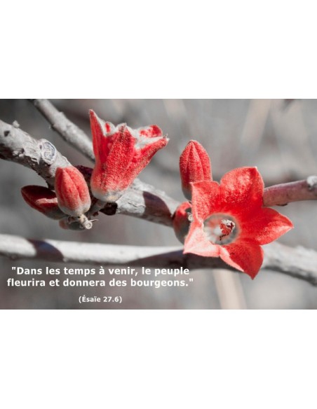 Carte postale - Bourgeons (réf. 0124)