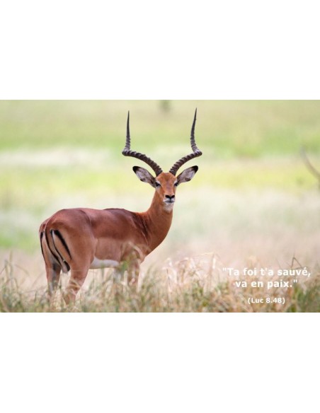 Carte postale - Impala (réf. 0133)
