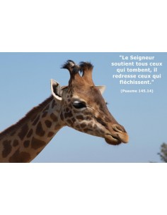 Carte postale - Girafe (réf. 0136)