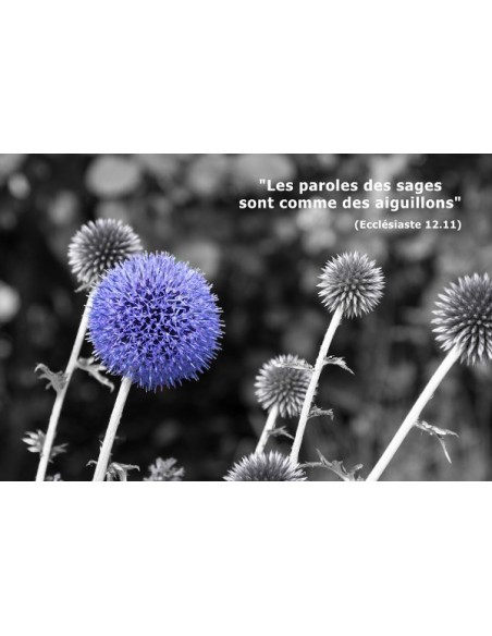 Carte postale - Chardon Bleu (réf. 0186)