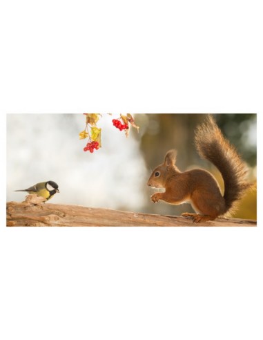 Pack Cartes Postales simples