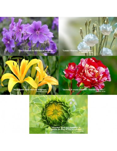 Pack Fleurs 2018