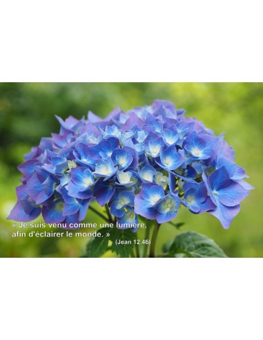 Carte postale - Hortensia (0211)