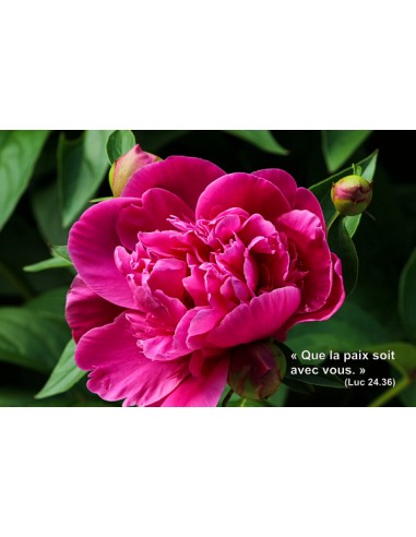 Carte postale - Pivoine (0215)