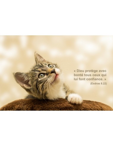 Carte postale - Chaton (0220)