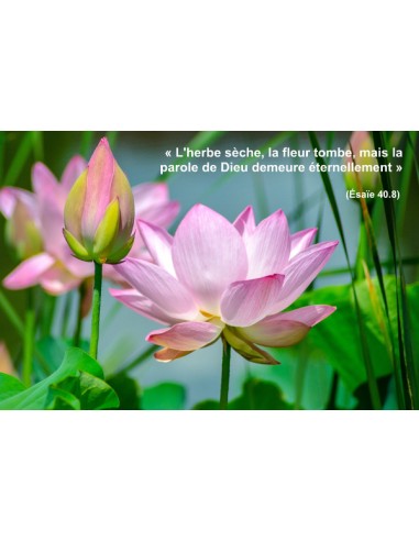 Carte Postale Lotus