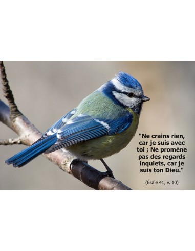 Carte postale - geai bleu