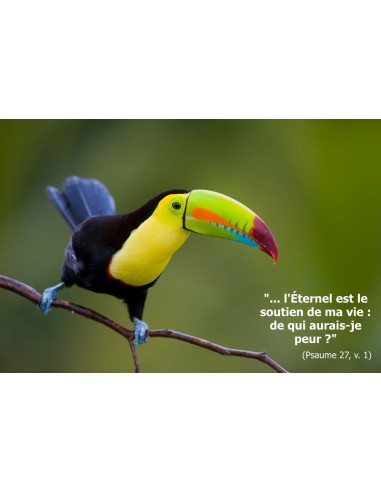 Carte postale - toucan