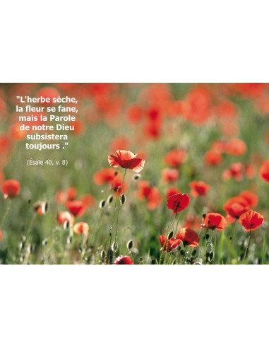 Carte postale - coquelicots