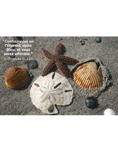 Carte postale - coquillage