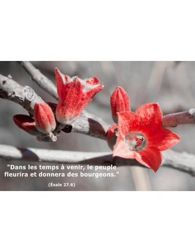 Carte postale - Bourgeons (réf. 0124)