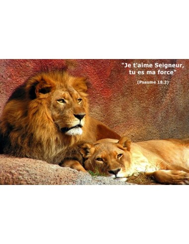 Carte postale - Lions (réf. 0134)