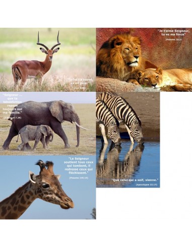 Pack Savane